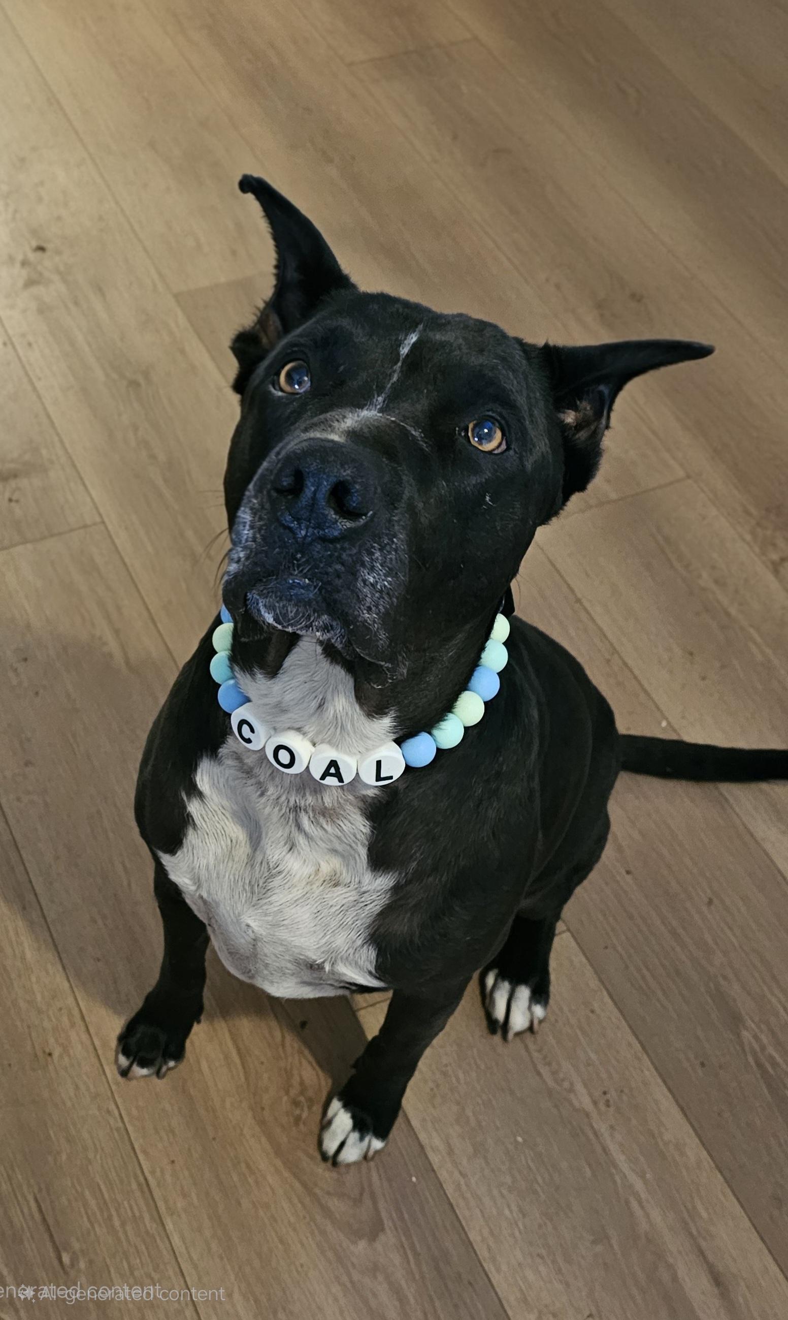 Enlarge Coal, a Adoptable mixed breed in Burbank, CA image 2/6