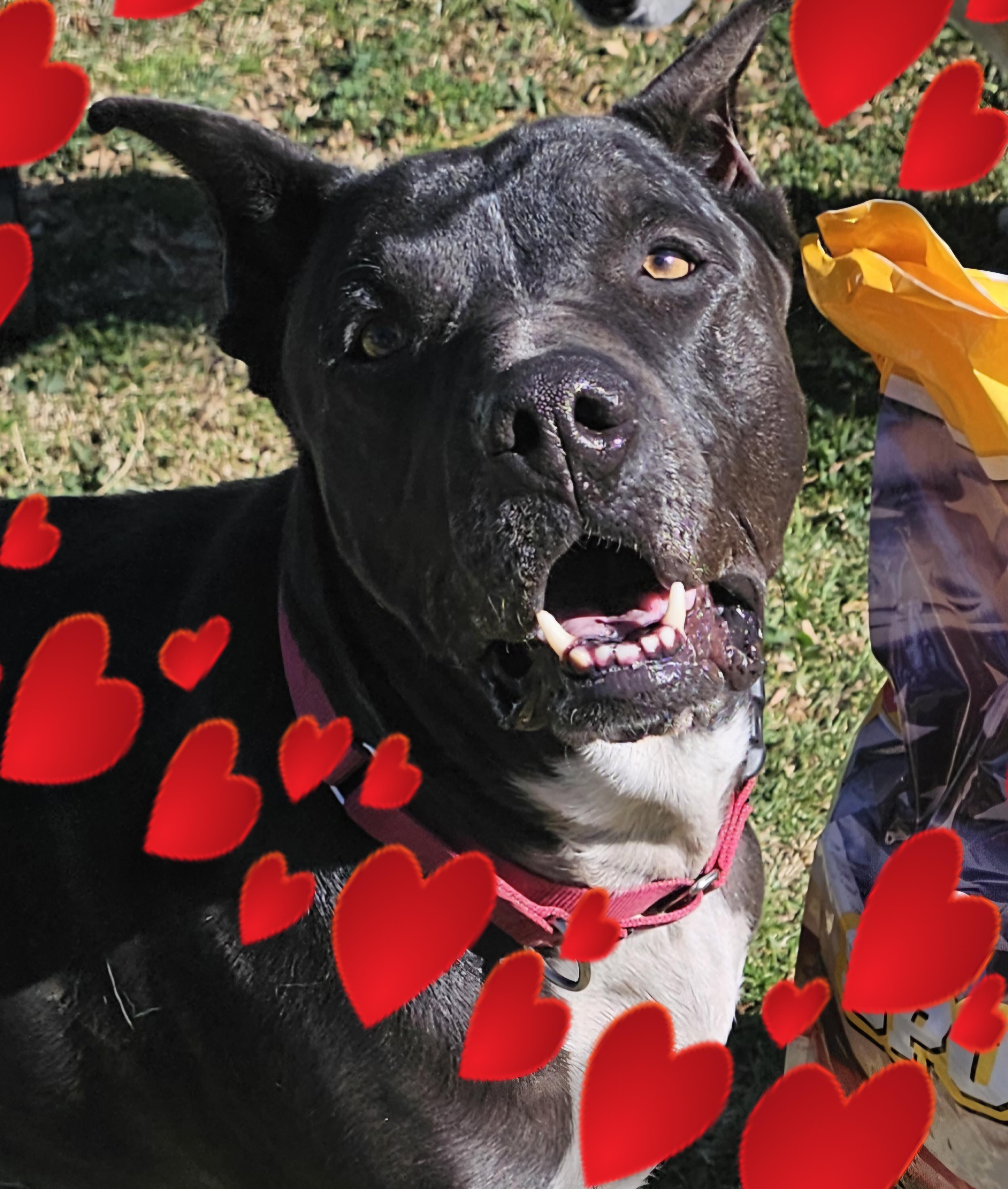 Enlarge Coal, a Adoptable mixed breed in Burbank, CA image 3/6