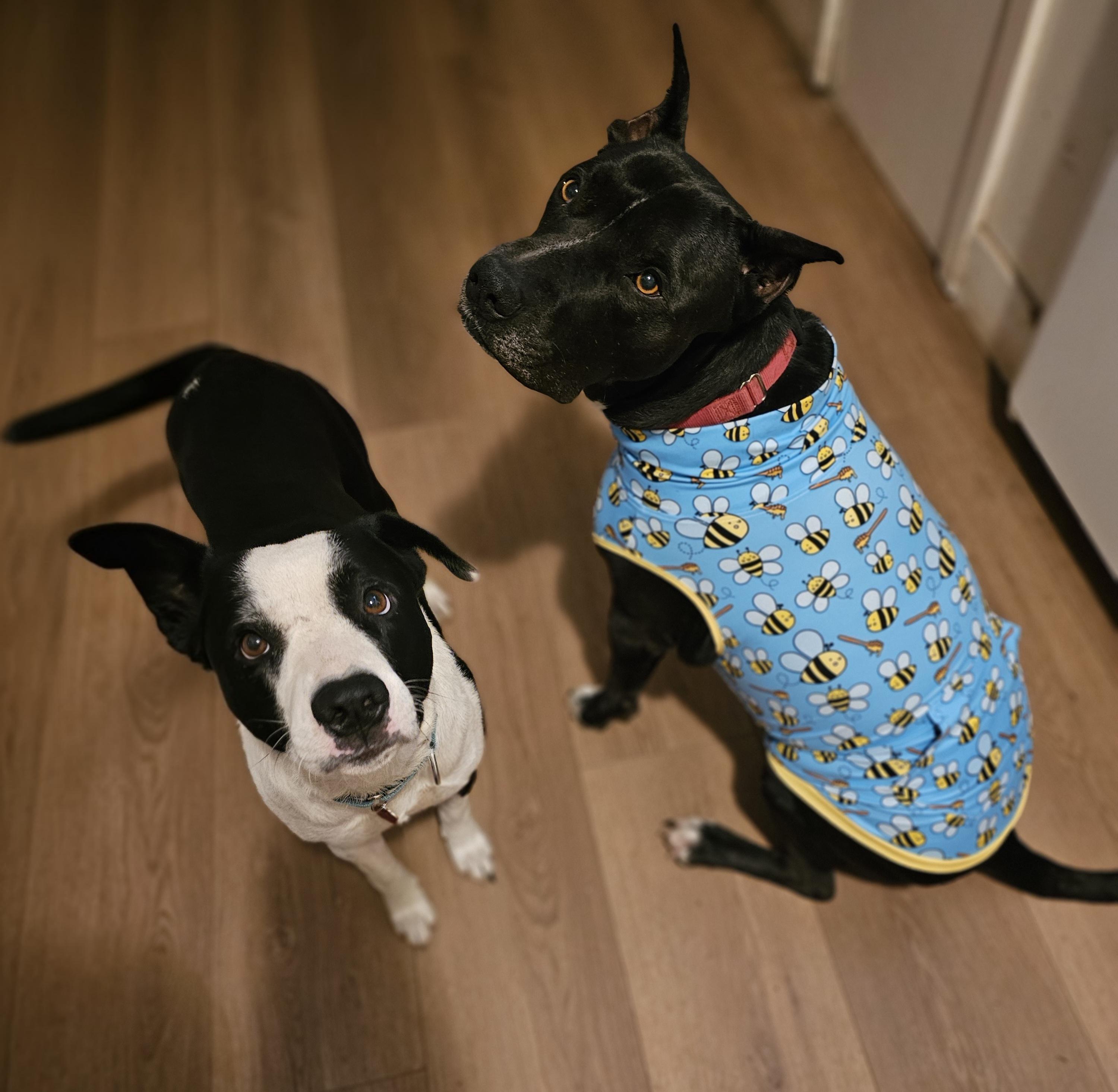 Enlarge Coal, a Adoptable mixed breed in Burbank, CA image 4/6
