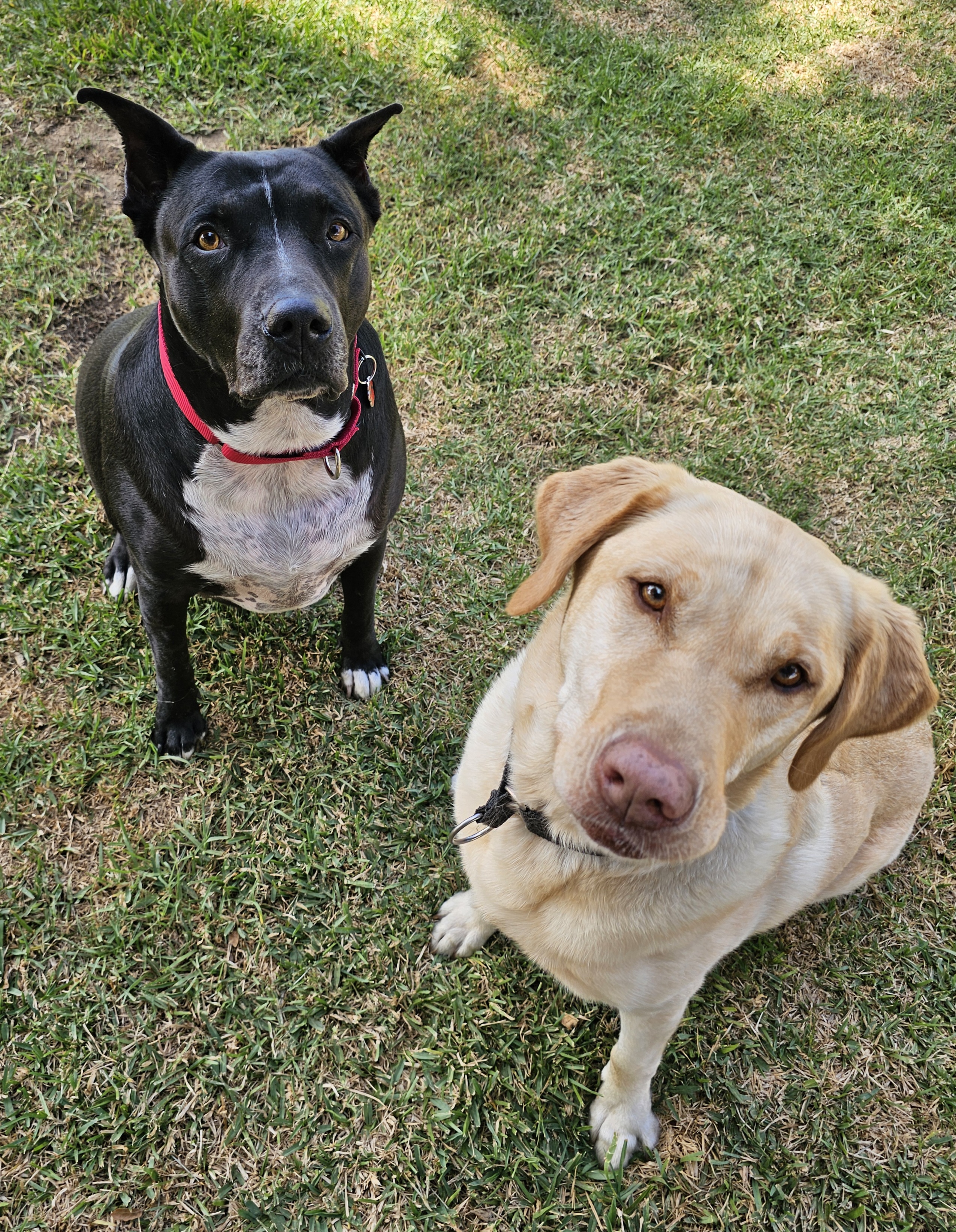 Enlarge Coal, a Adoptable mixed breed in Burbank, CA image 6/6