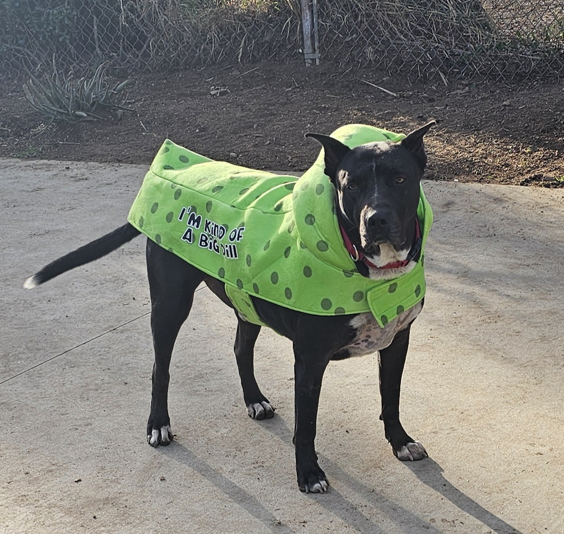 Enlarge Coal, a Adoptable mixed breed in Burbank, CA image 5/6