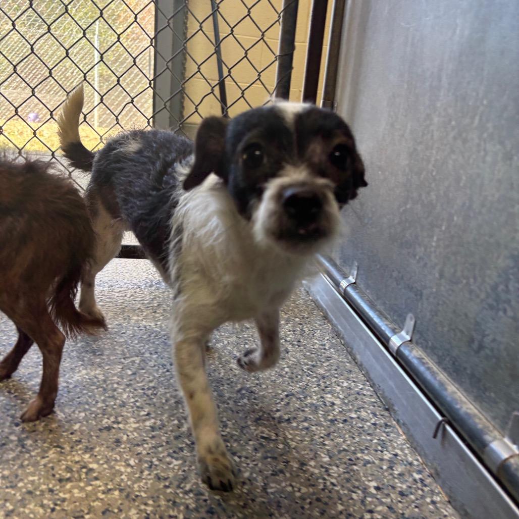 Enlarge Claire, a Adoptable mixed breed in Roxboro, NC image 1/1