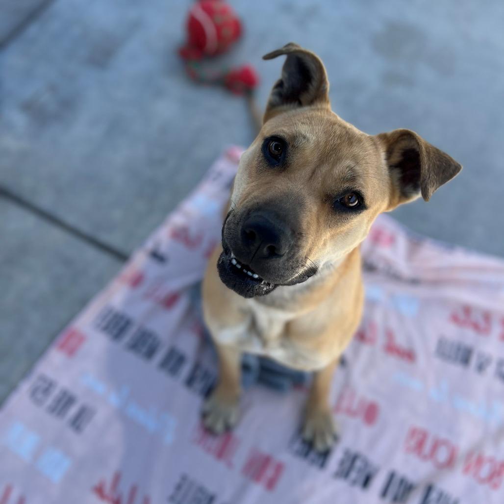 Lilac, Adoptable, Adult Female German Shepherd Dog.