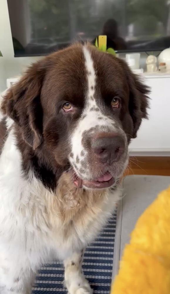 Butters, Adoptable, Adult Male Newfoundland Dog.