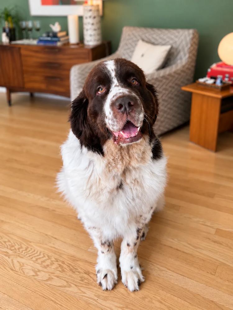 Enlarge Butters, a Adoptable Newfoundland Dog in Gales Ferry, CT image 4/6