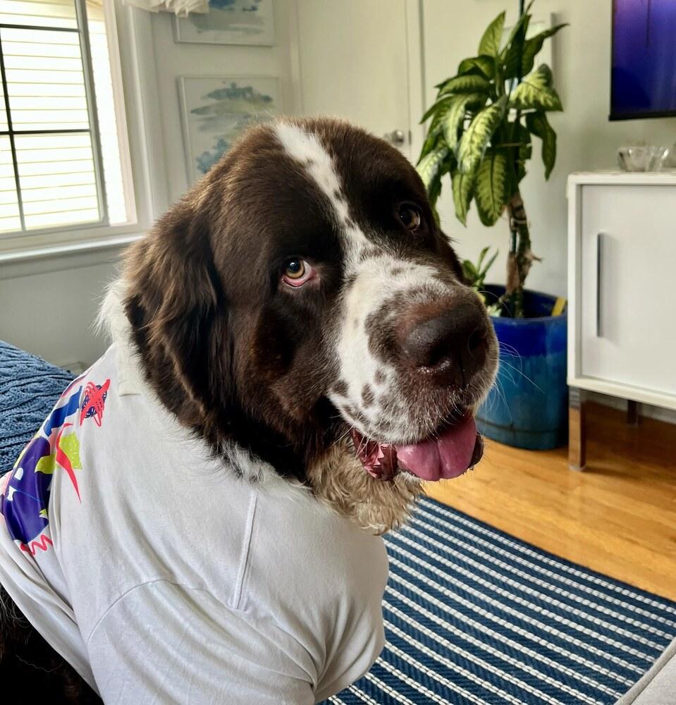 Enlarge Butters, a Adoptable Newfoundland Dog in Gales Ferry, CT image 5/6