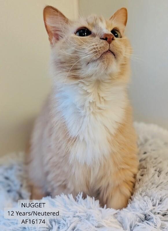Nugget, Adoptable, Adult Male Domestic Medium Hair.