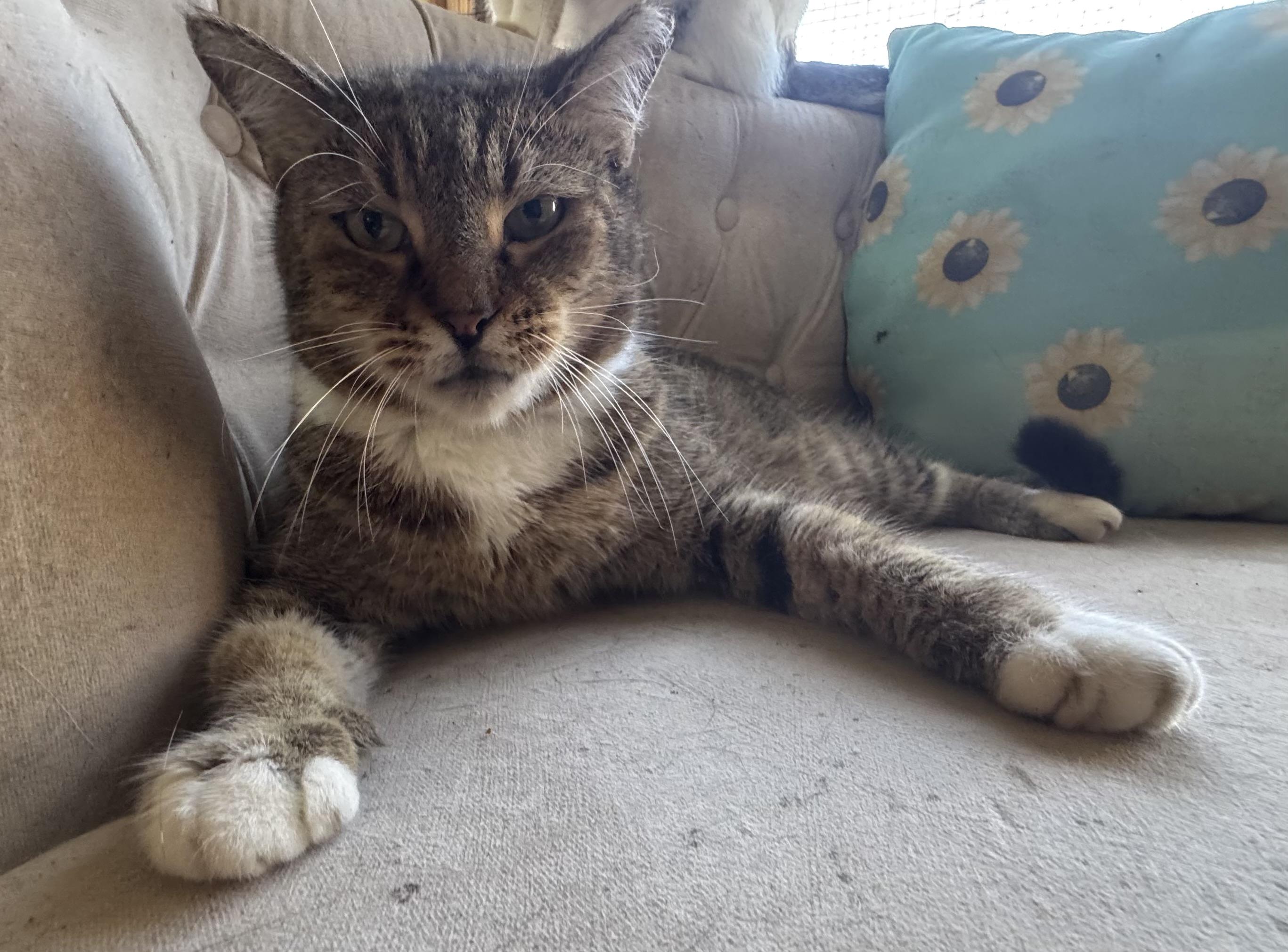 Enlarge C, a Adoptable Domestic Short Hair in largo, FL image 3/5