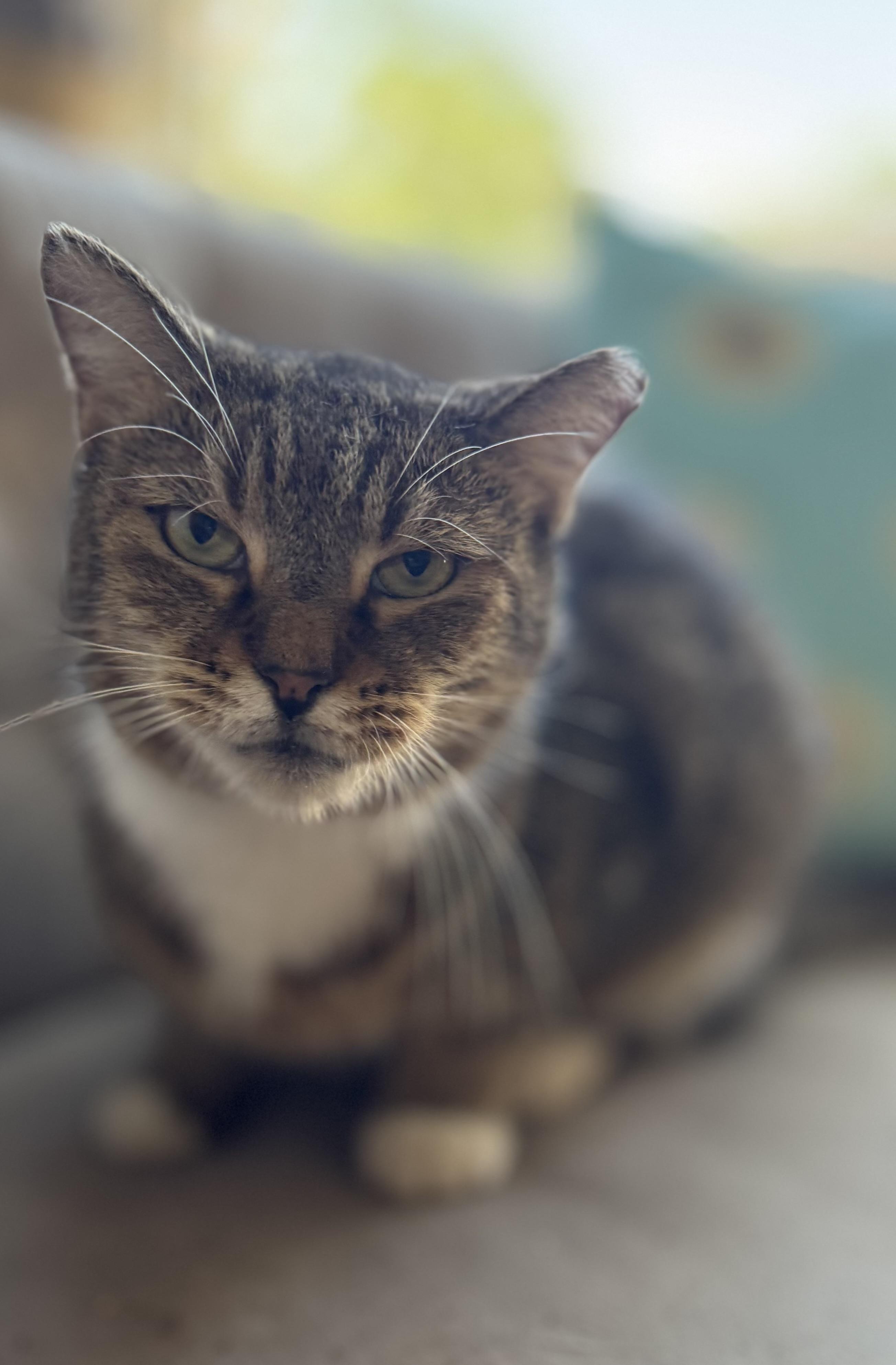 Enlarge C, a Adoptable Domestic Short Hair in largo, FL image 5/5
