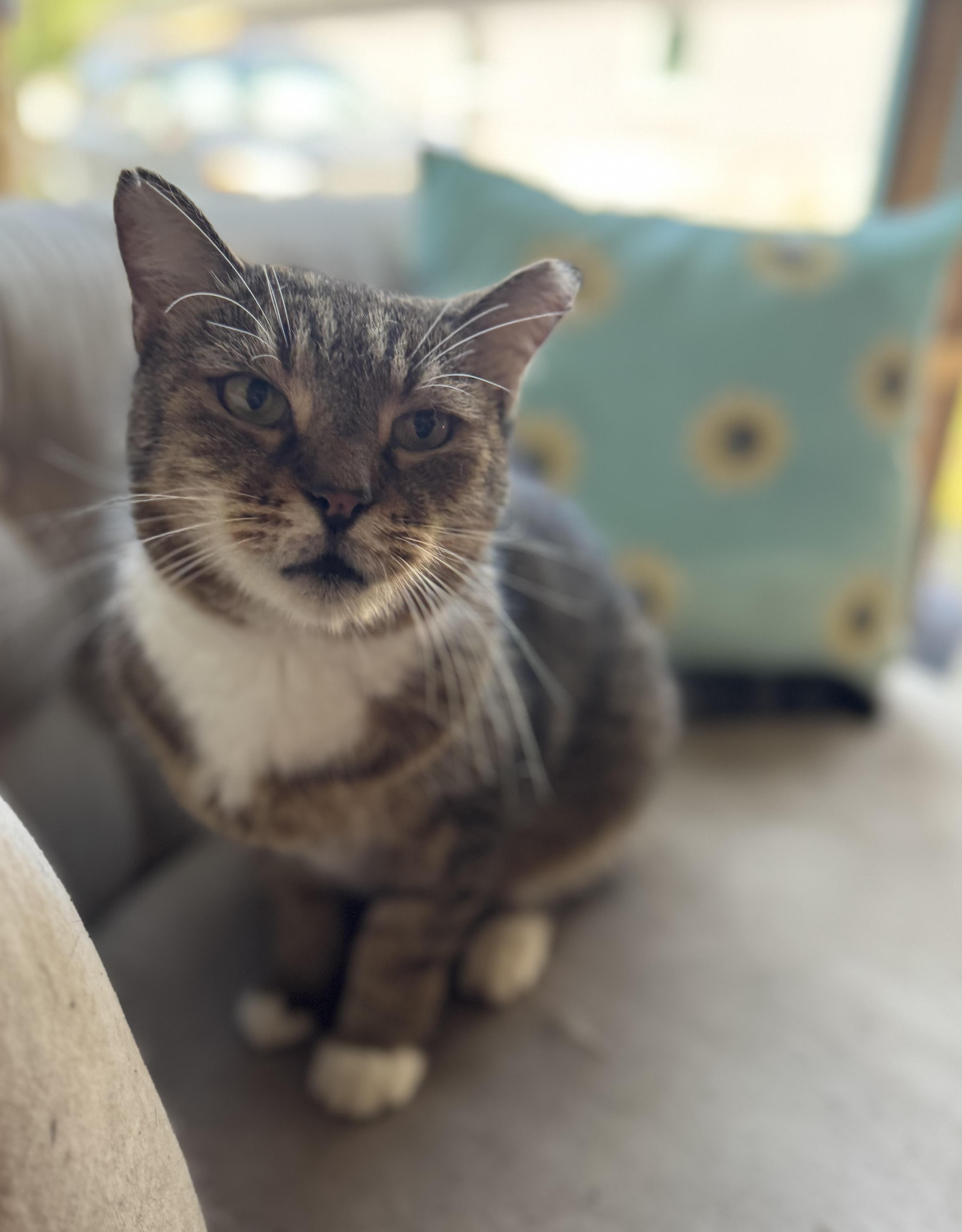 Enlarge C, a Adoptable Domestic Short Hair in largo, FL image 1/5