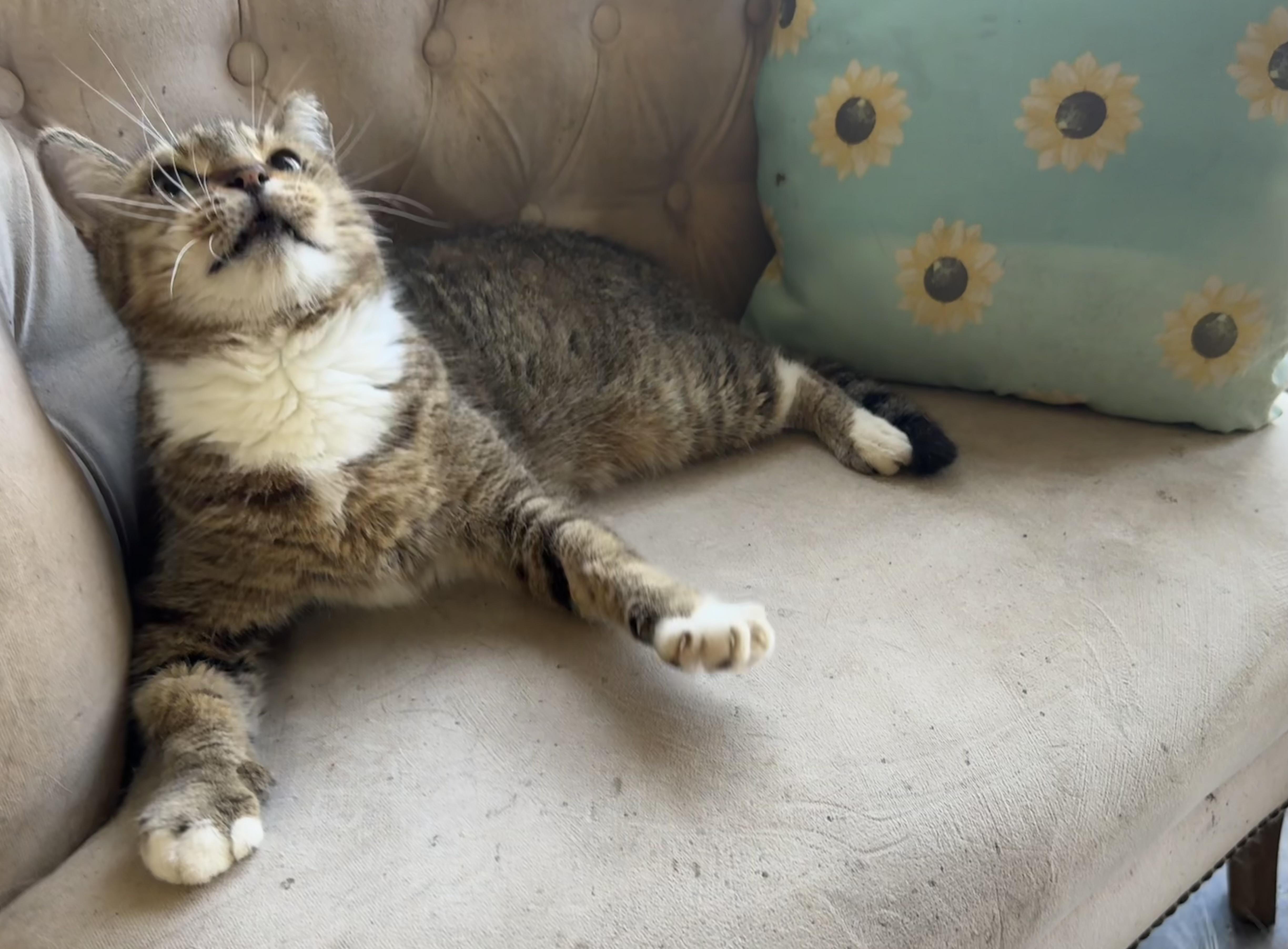 Enlarge C, a Adoptable Domestic Short Hair in largo, FL image 4/5