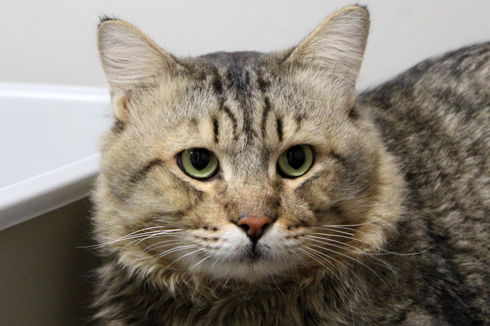 Enlarge Elmo, a Adopted mixed breed in Buford, GA image 1/3