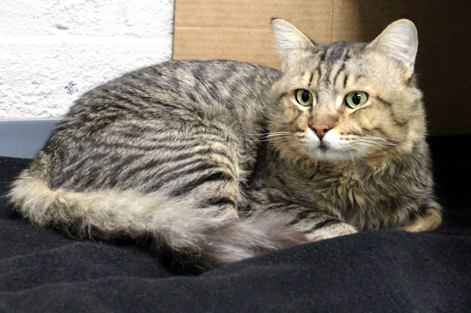 Enlarge Elmo, a Adopted mixed breed in Buford, GA image 2/3