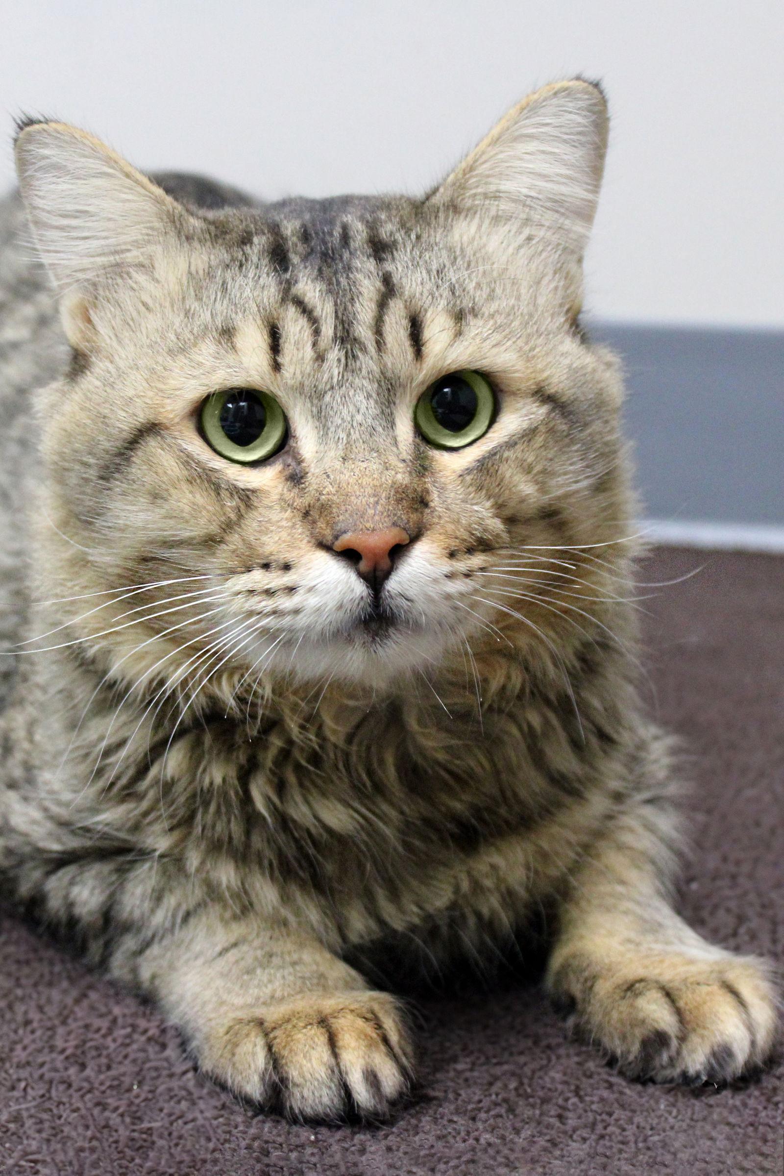 Enlarge Elmo, a Adopted mixed breed in Buford, GA image 3/3