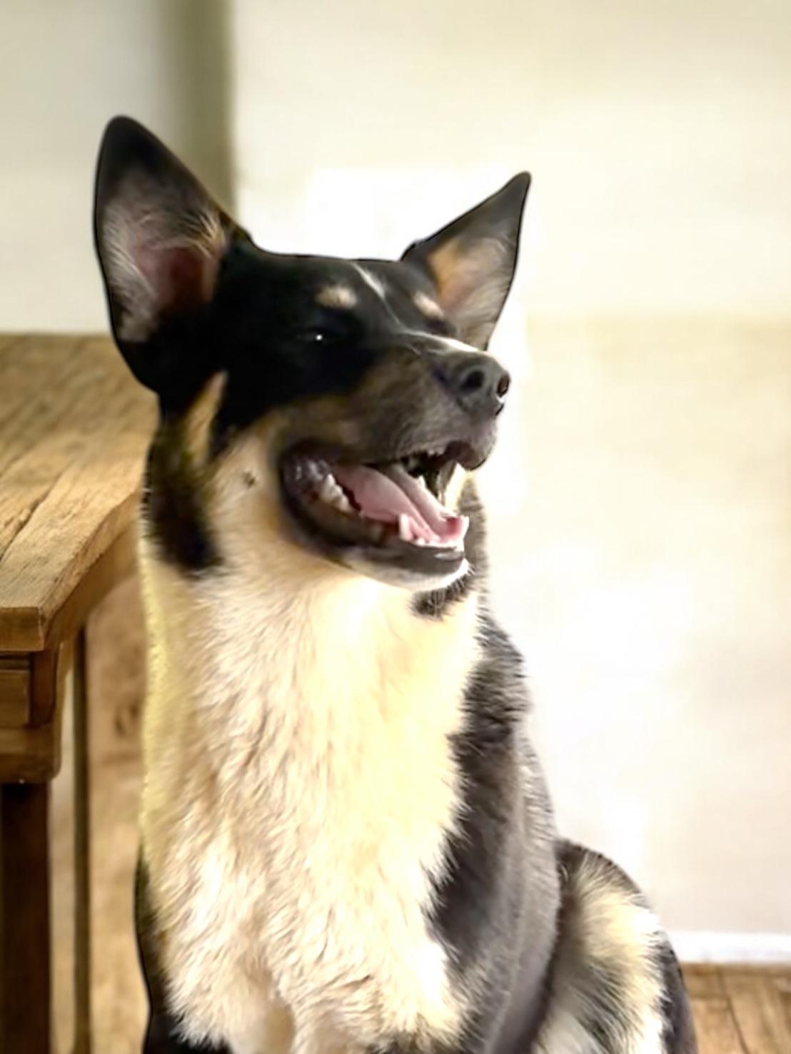 Chip- not a large breed 40 lbs