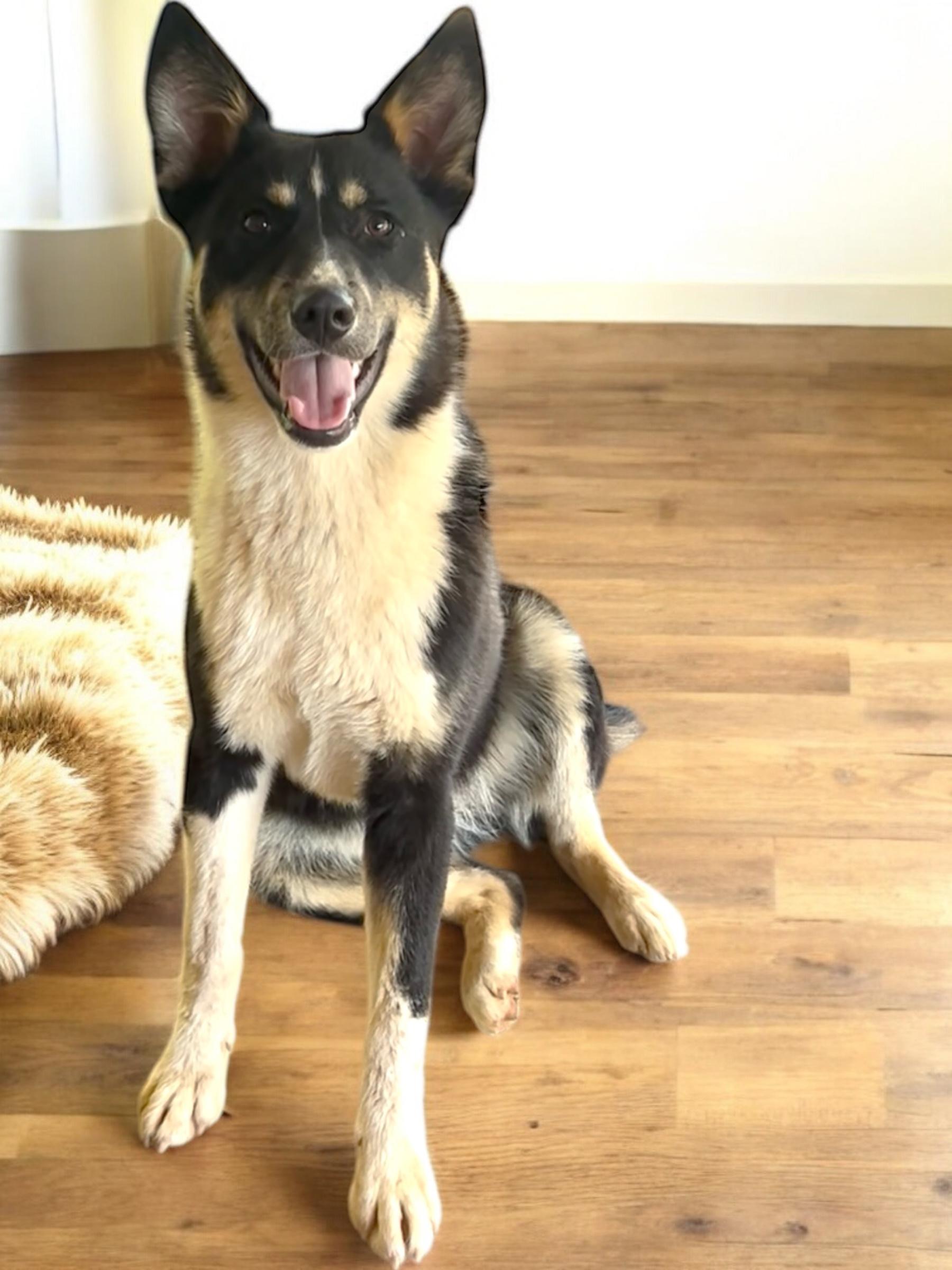 Chip- not a large breed 40 lbs
