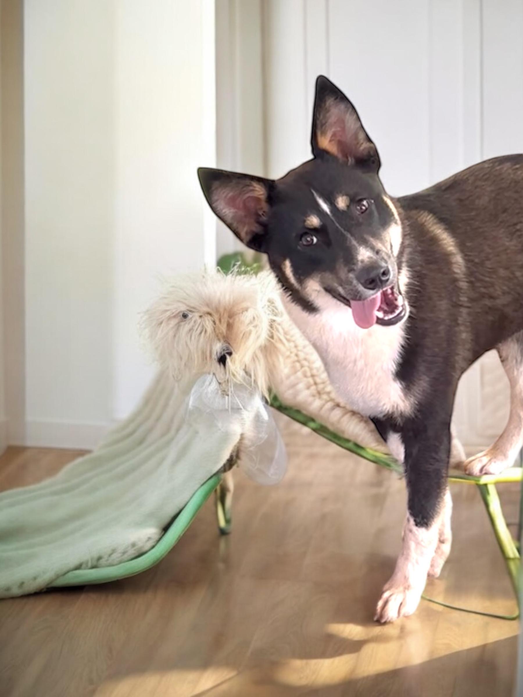 Chip, a Adoptable mixed breed in Athens, TN image 4/6