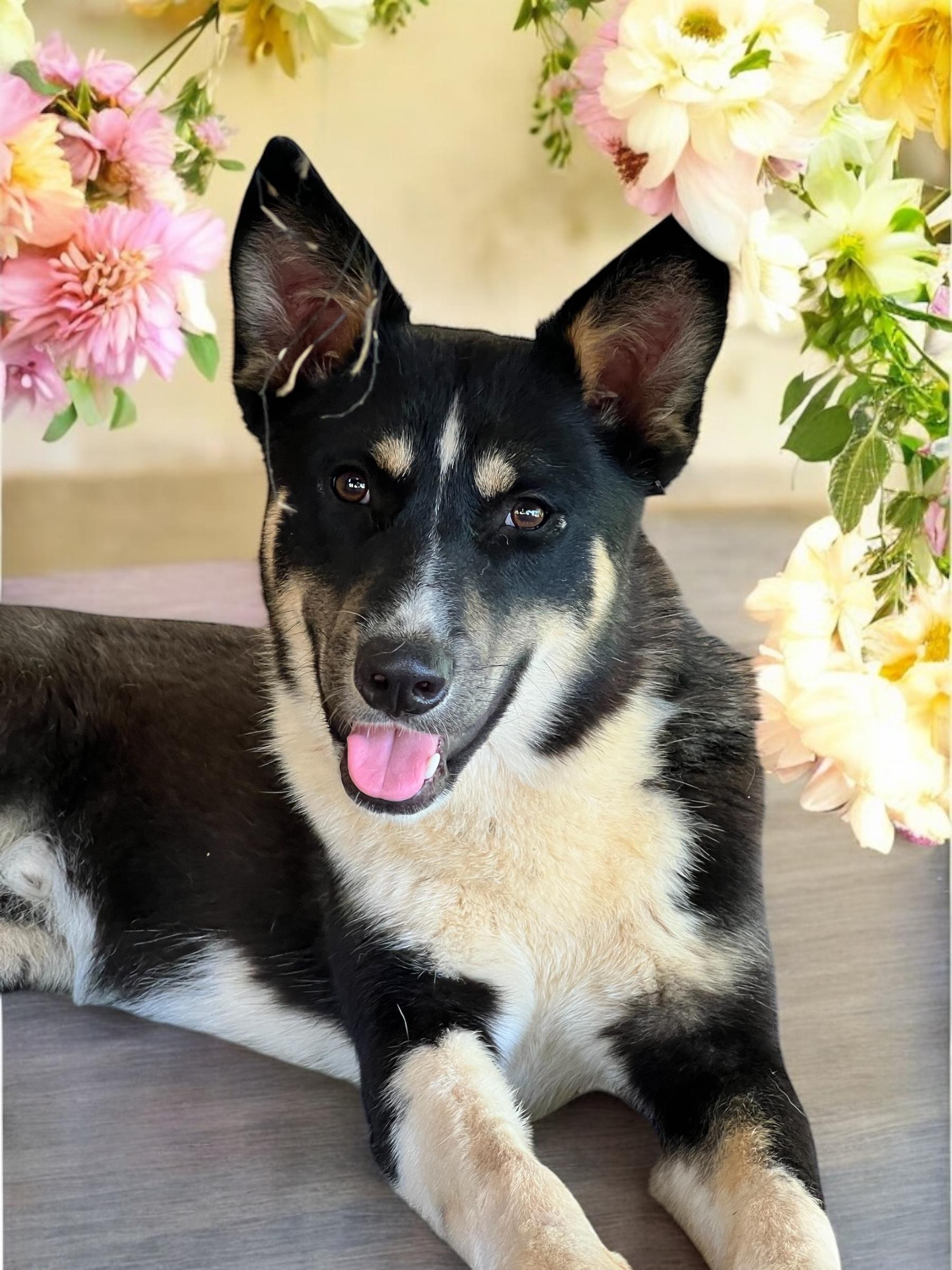 Chip- not a large breed 40 lbs