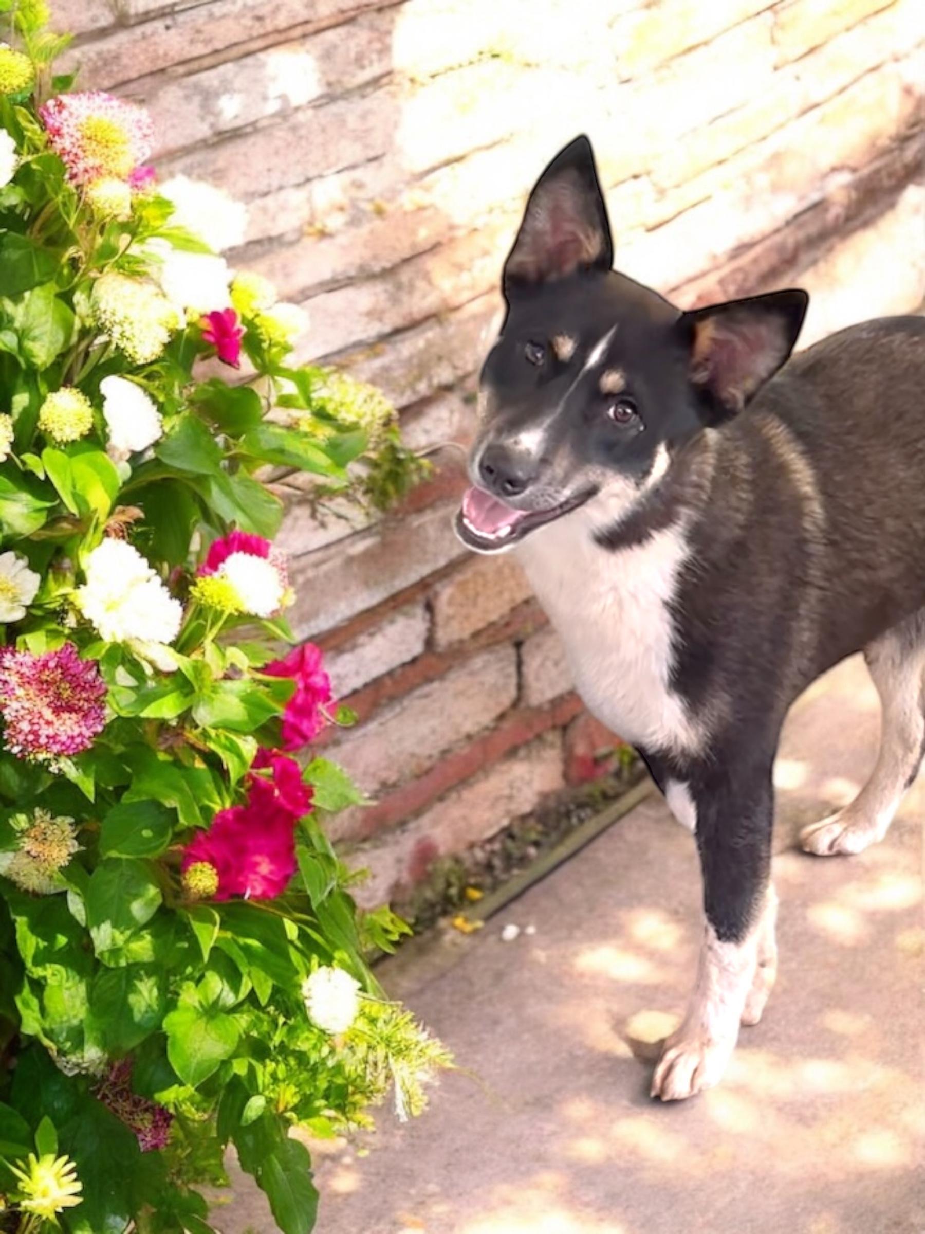 Chip, a Adoptable mixed breed in Athens, TN image 6/6