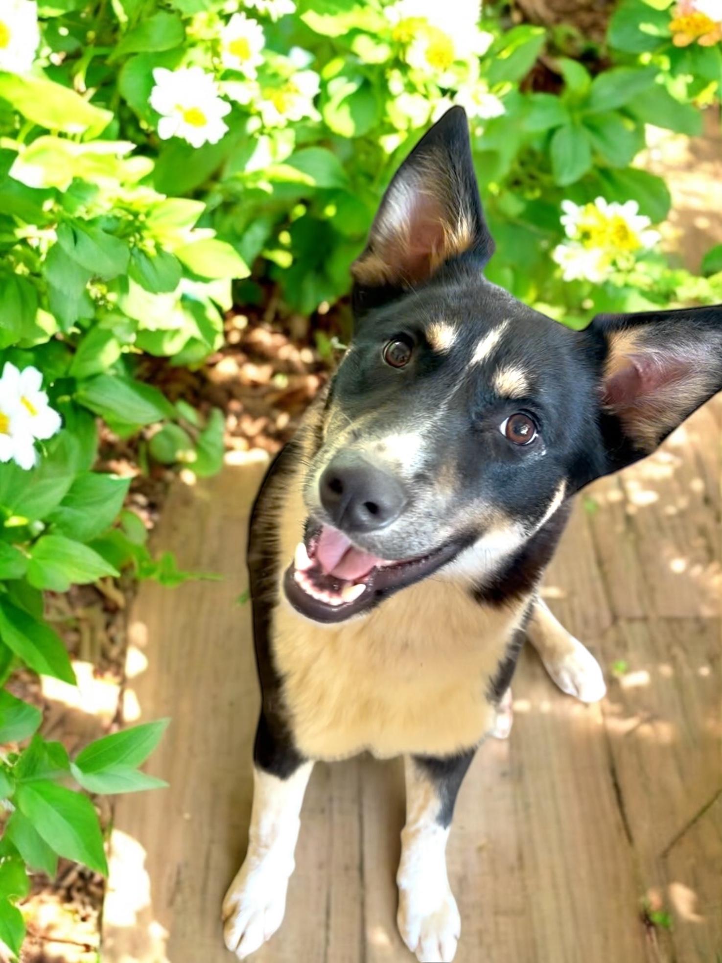 Chip- not a large breed 40 lbs