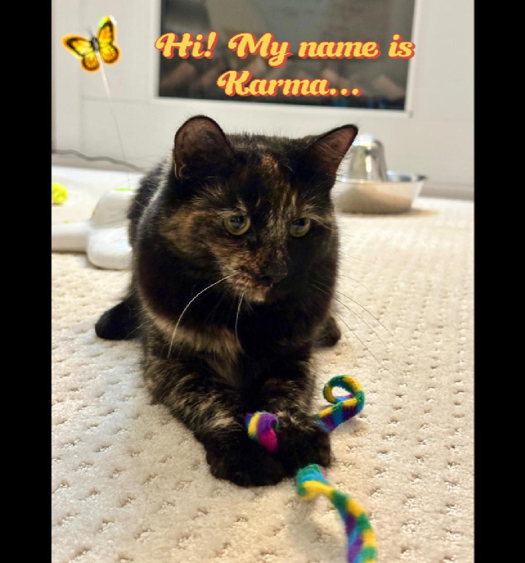 Karma, an adopted Calico in Medford, MA image 2/5