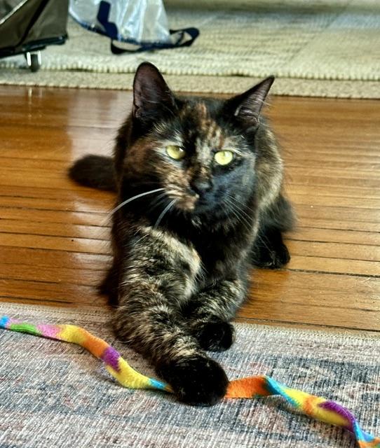 Karma, adopted, Kitten Female Calico.