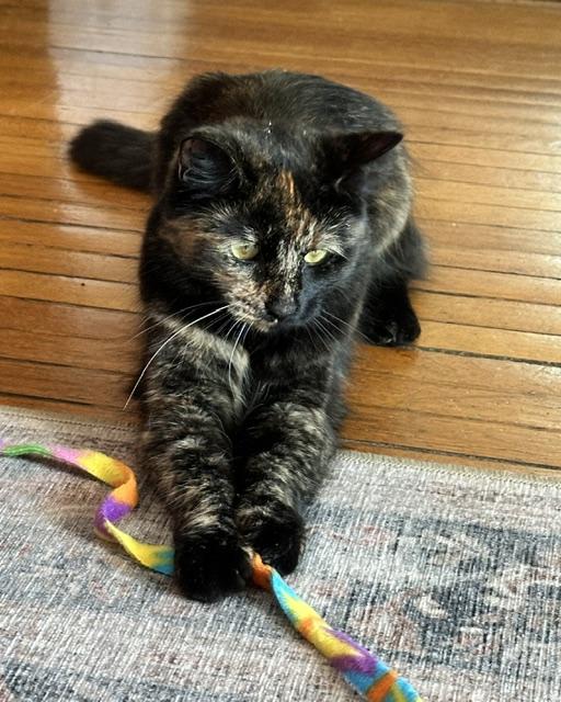 Karma, an adopted Calico in Medford, MA image 4/5