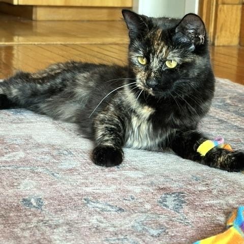 Karma, an adopted Calico in Medford, MA image 5/5