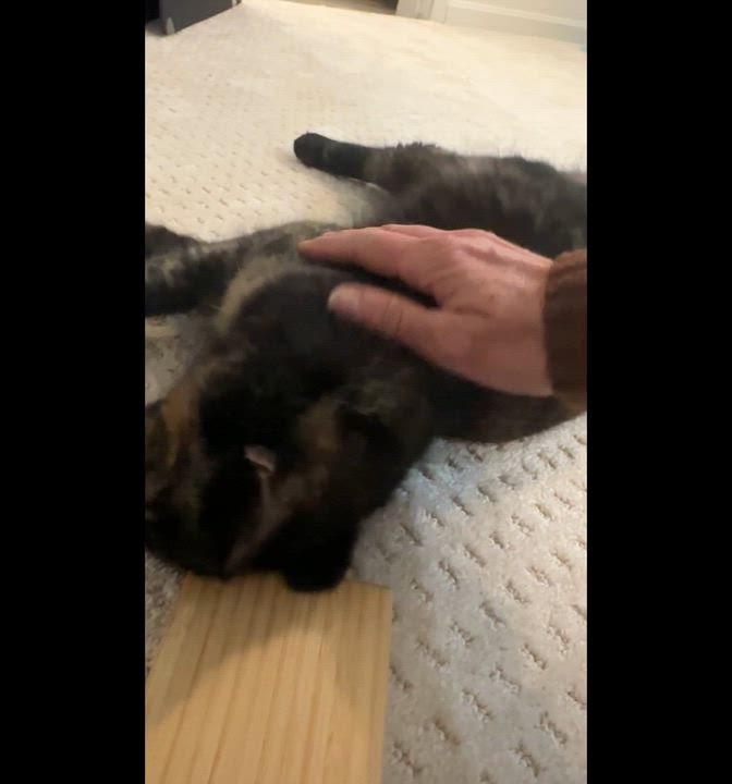 Enlarge Karma, an adopted Calico in Medford, MA video 3/5