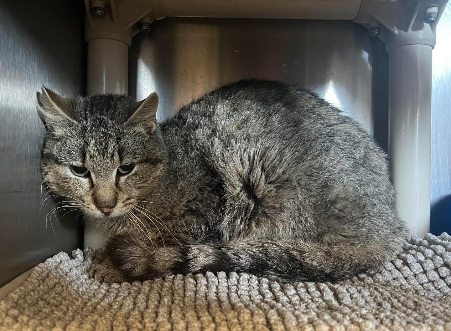 Enlarge Silver, a ADOPTABLE Domestic Short Hair in Sullivan, MO image 1/1