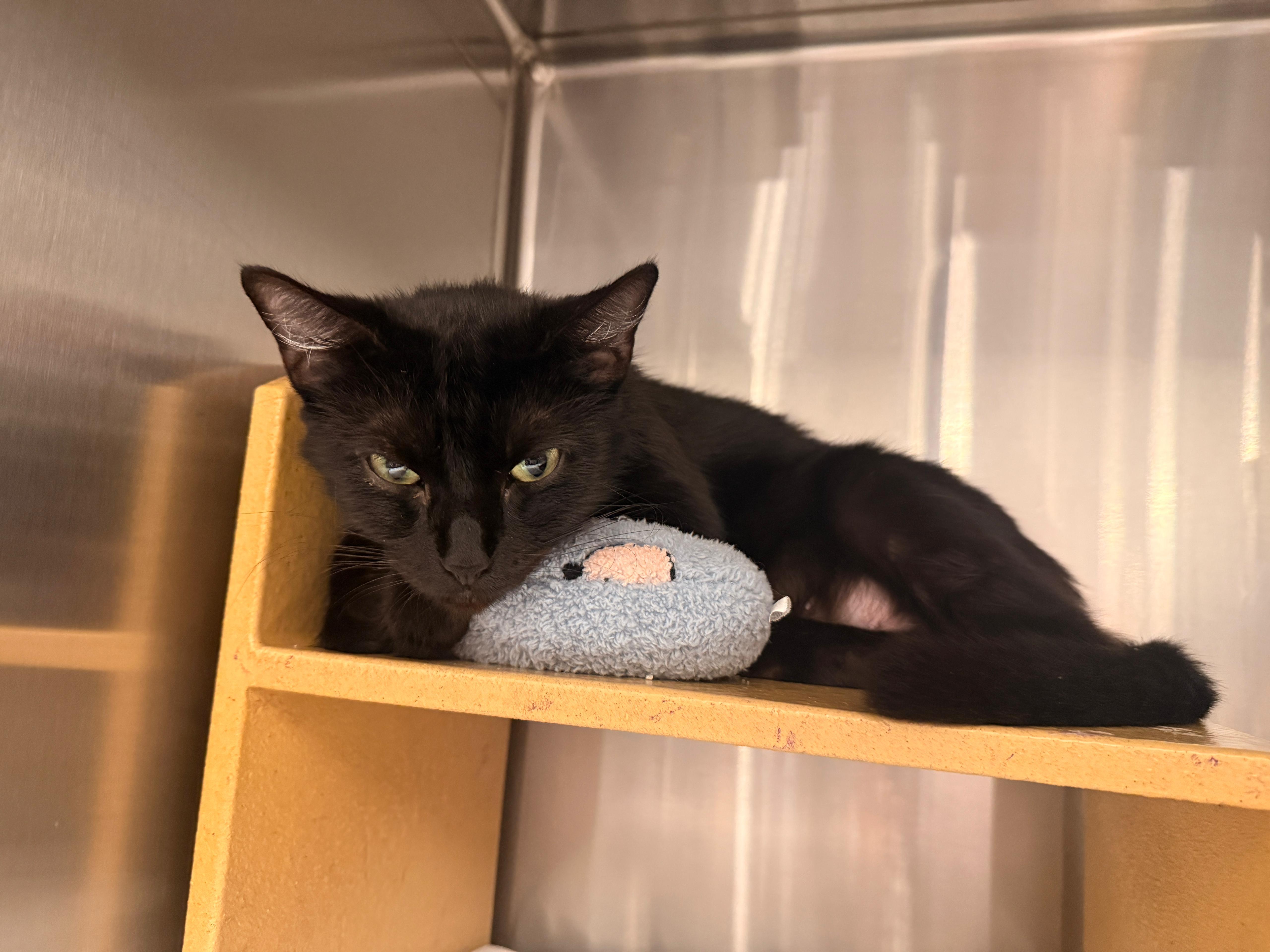 Bay, an adopted Bombay in San Juan Capistrano, CA image 4/4