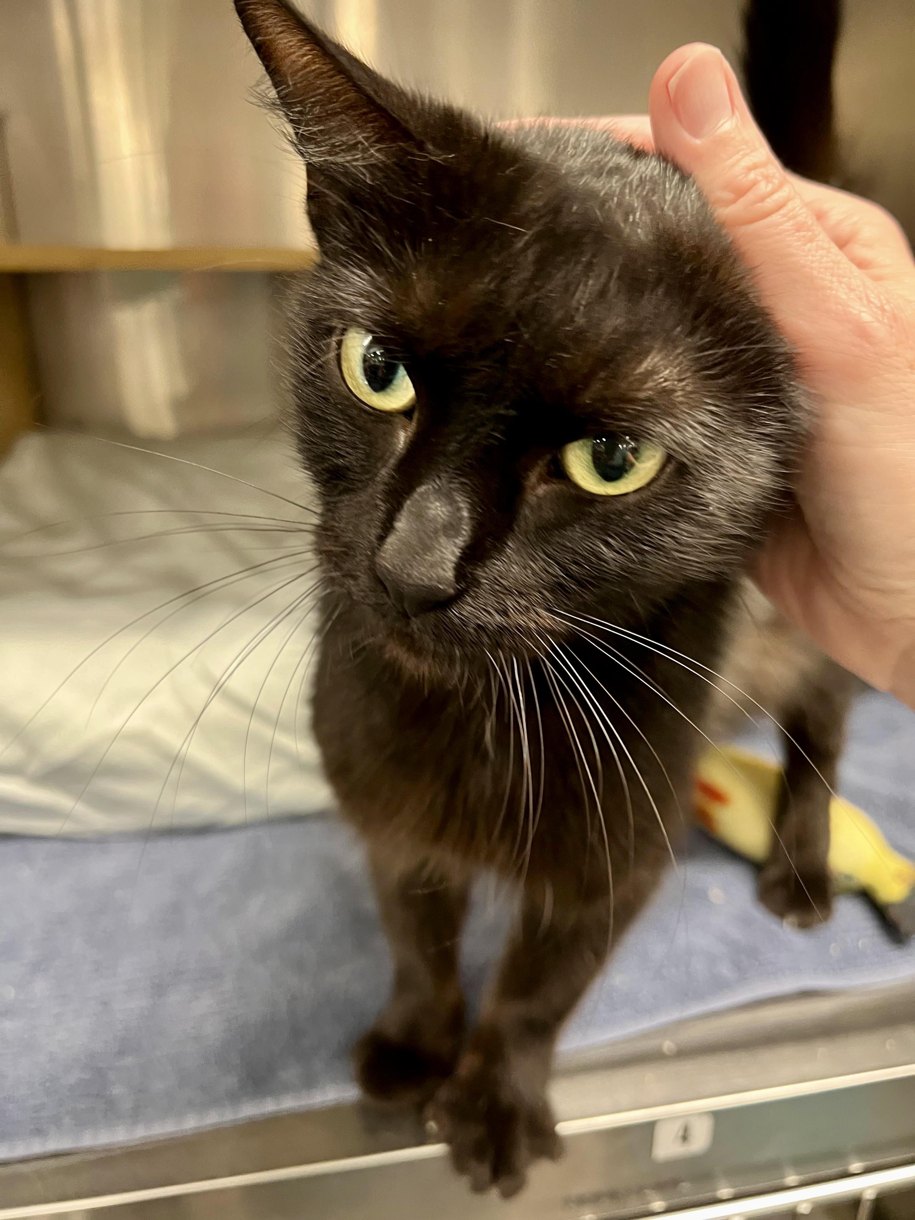 Bay, an adopted Bombay in San Juan Capistrano, CA image 2/4