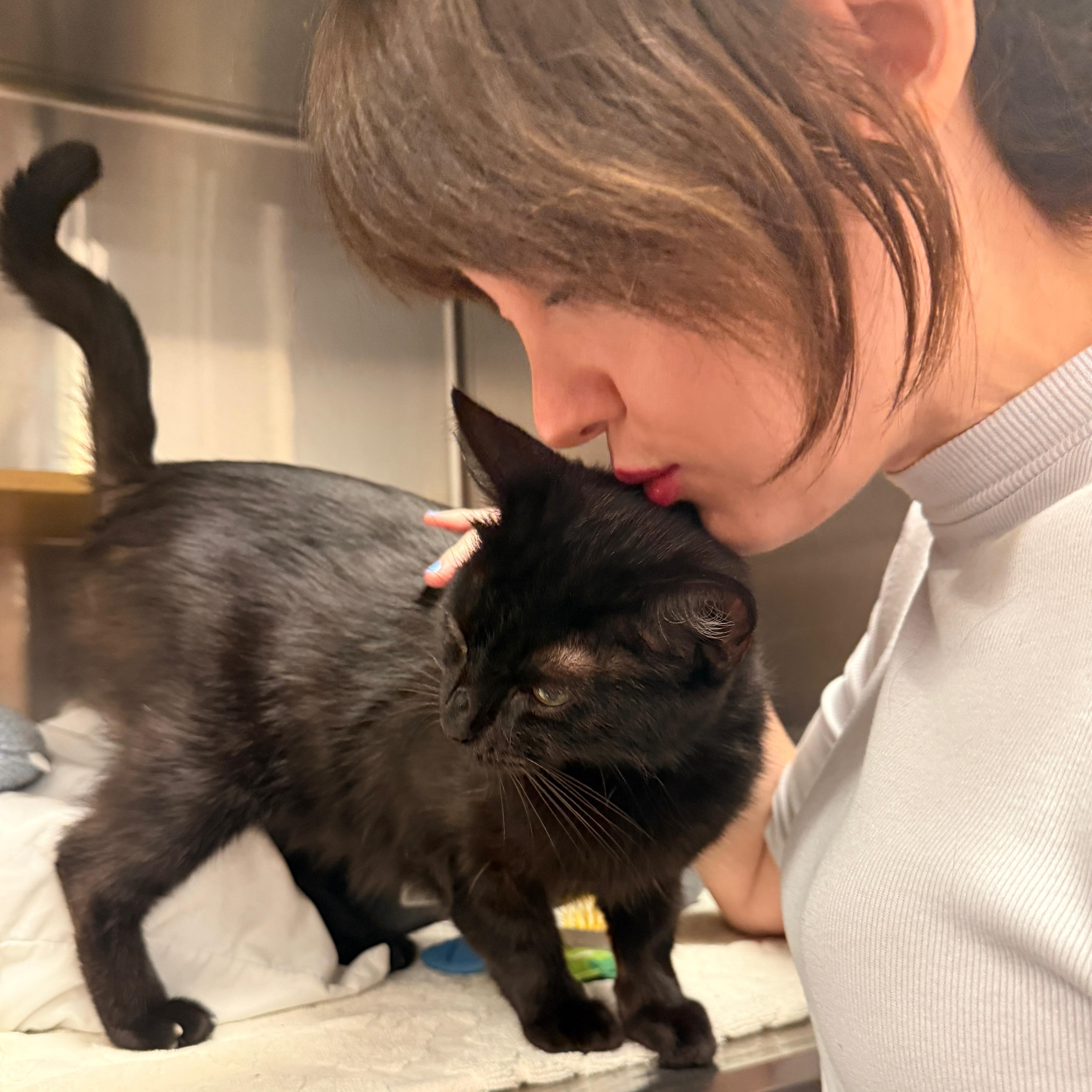 Bay, adopted, Adult Female Bombay.