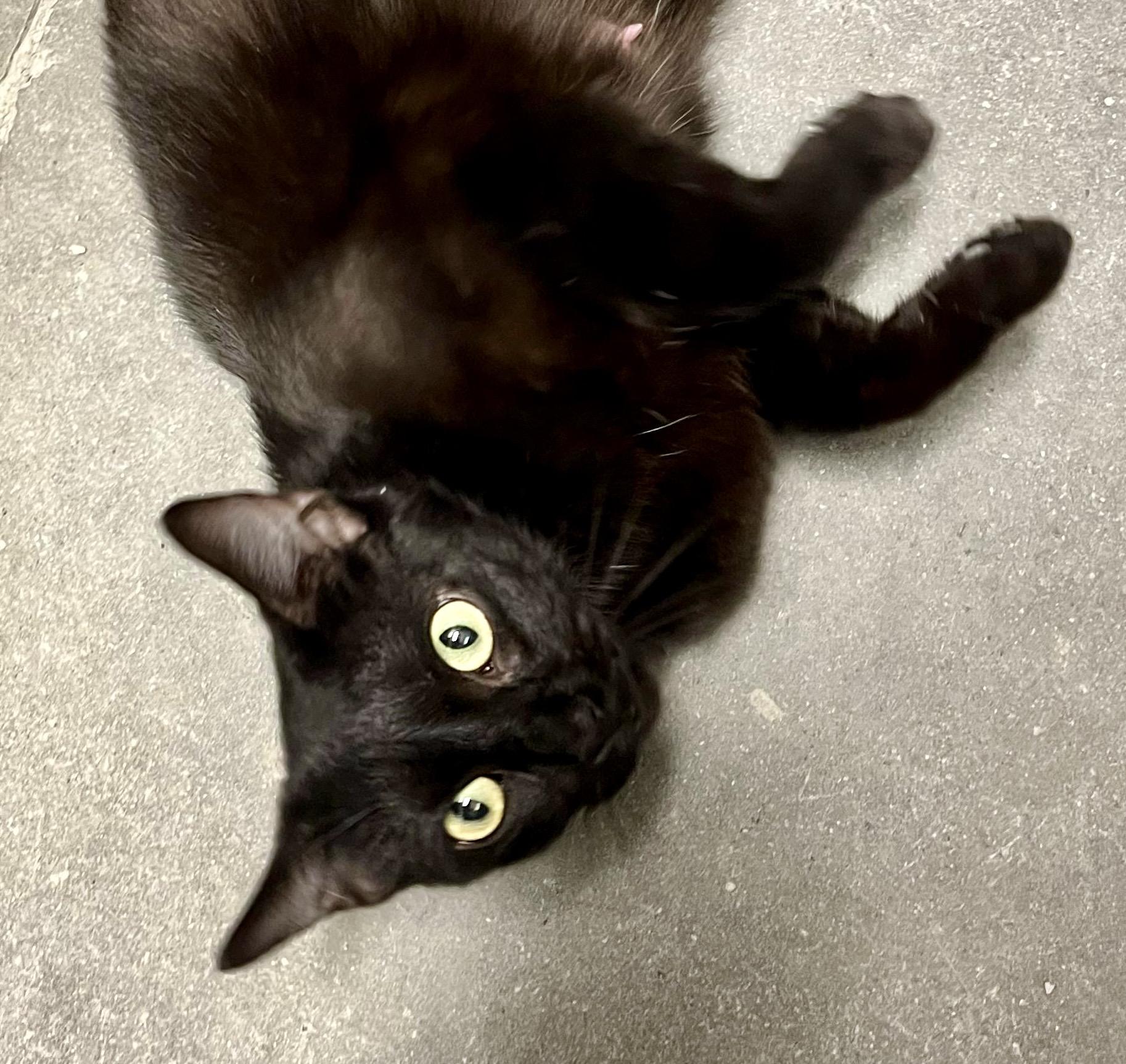 Bay, an adopted Bombay in San Juan Capistrano, CA image 3/4