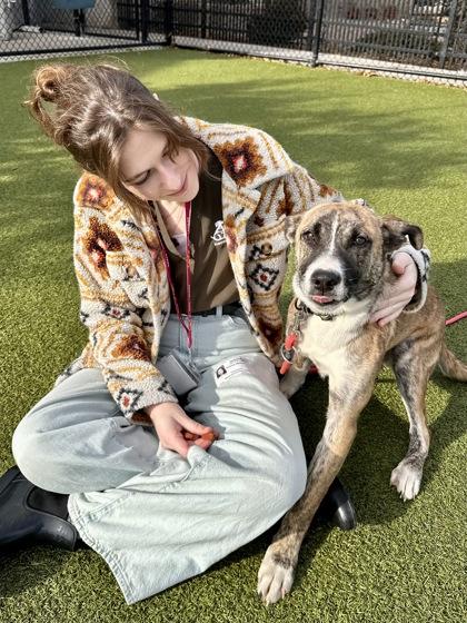 Steven, Adoptable, Young Male Mixed Breed & Mixed Breed.