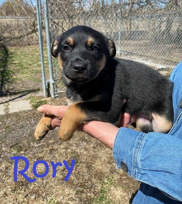 Rory, adopted, Puppy Male Mixed Breed & Shepherd.