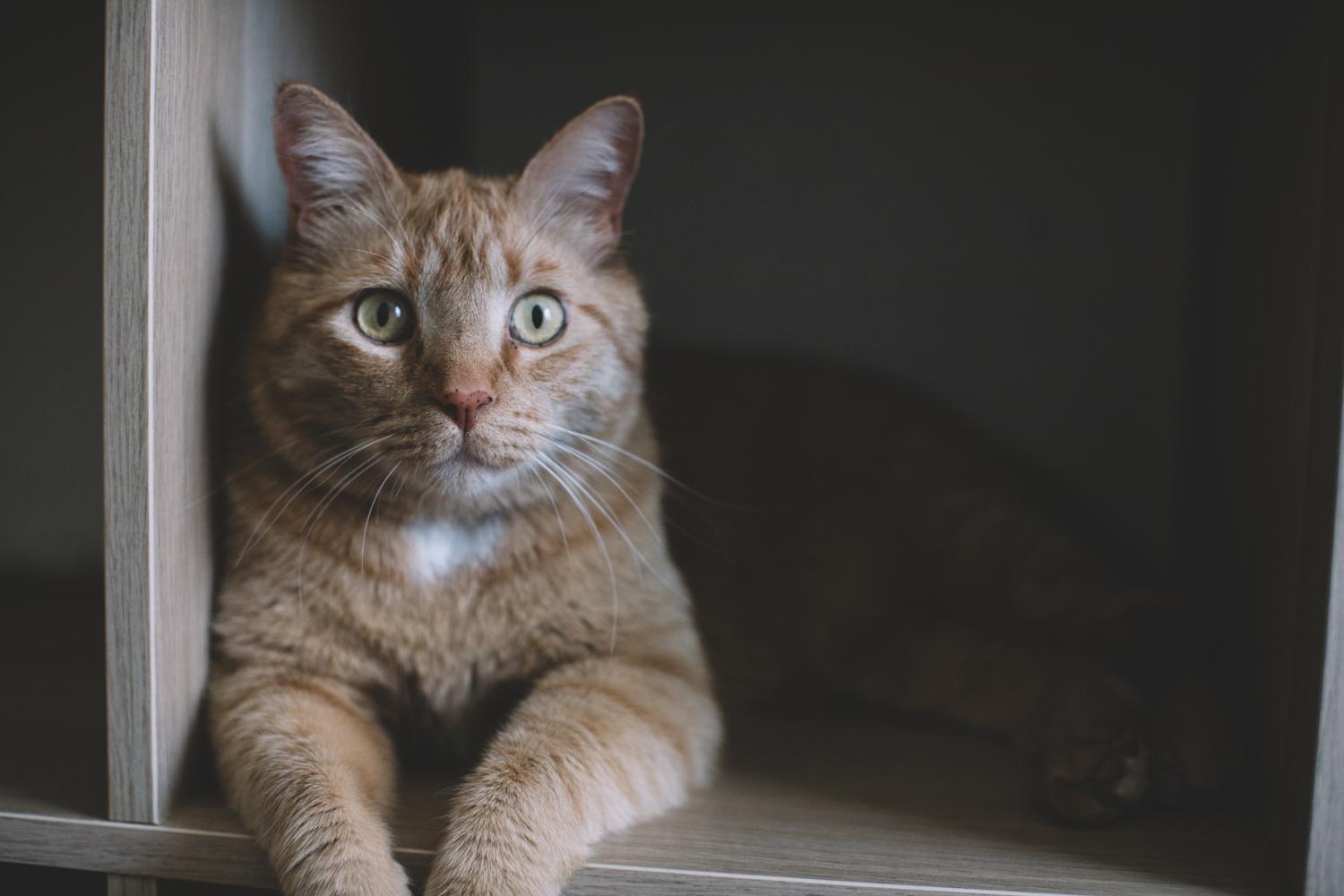 Enlarge Dude, a ADOPTABLE Domestic Short Hair in Denver, CO image 1/2
