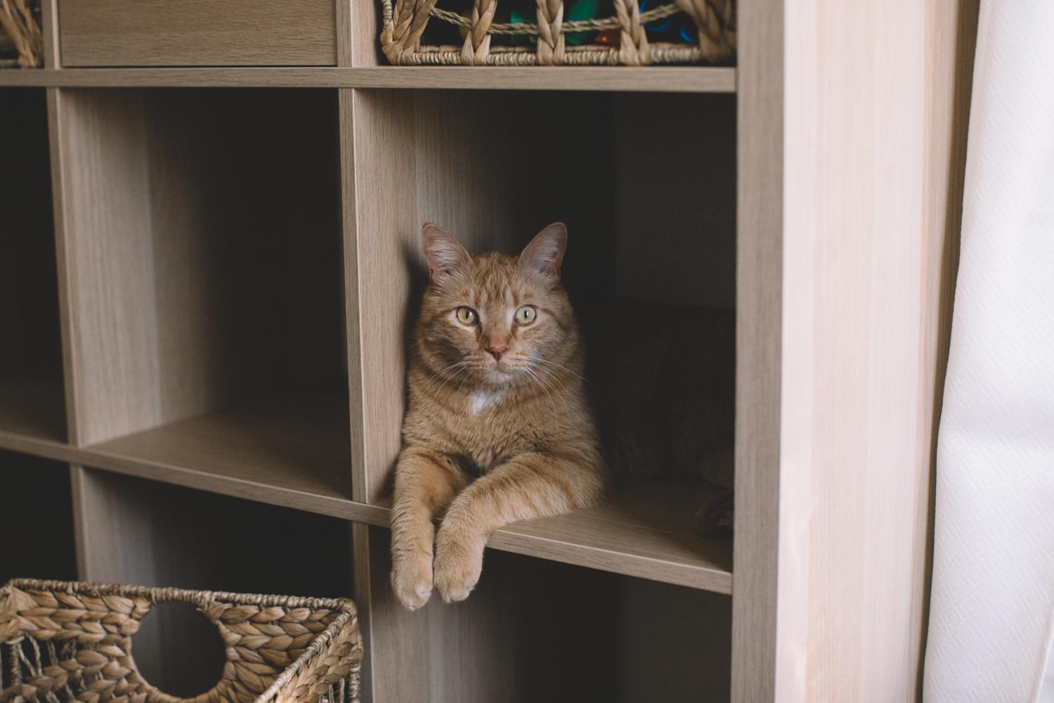 Enlarge Dude, a ADOPTABLE Domestic Short Hair in Denver, CO image 2/2