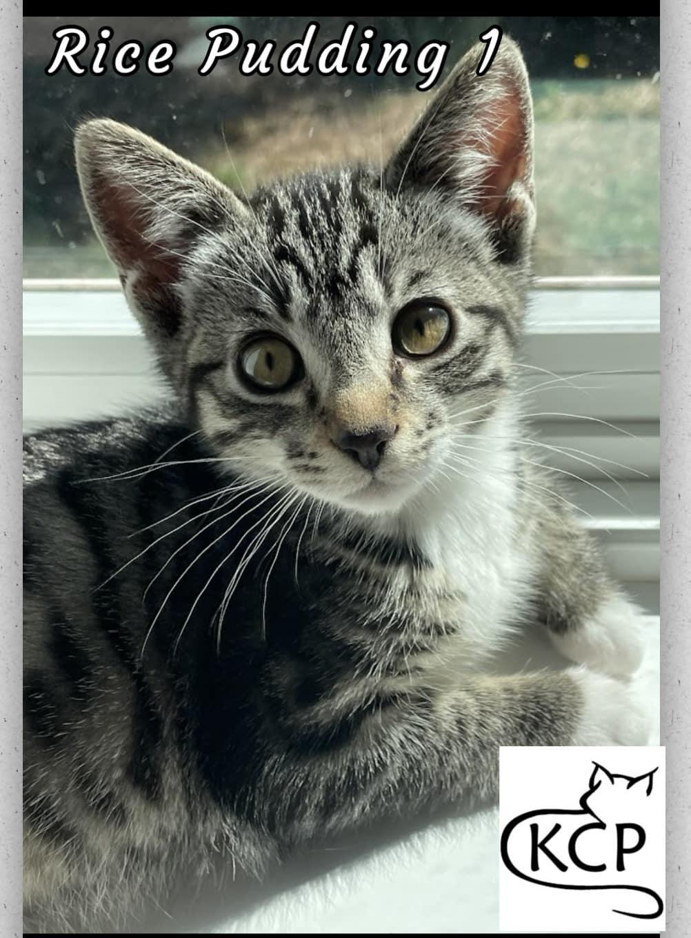 Rice Pudding 1, an adoptable Domestic Short Hair in Courtenay, BC, V9N 7P1 | Photo Image 1
