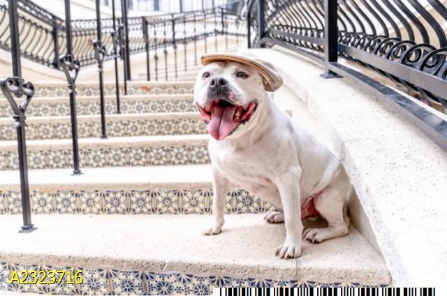 Enlarge HATCH, a Adoptable Mixed Breed in West Palm Beach, FL image 1/1