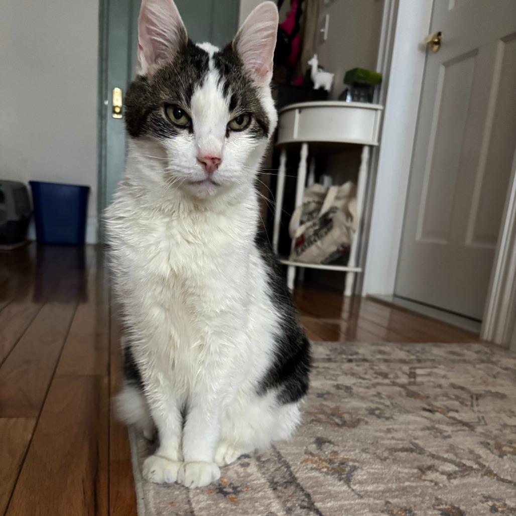 Enlarge Dragon Roll, a Adoptable Domestic Short Hair in New York, NY image 1/6