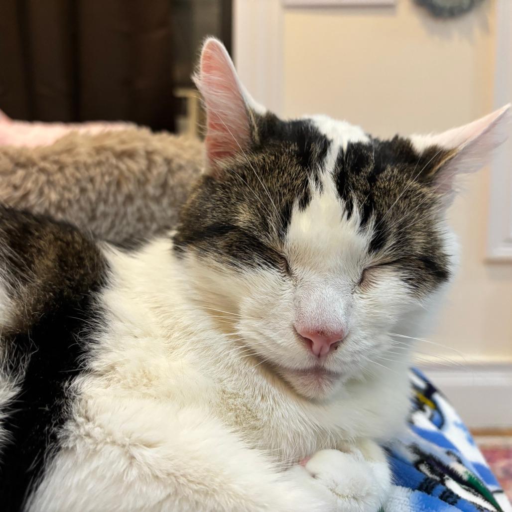 Dragon Roll — thumbnail 2