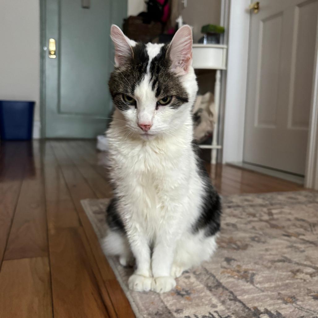 Enlarge Dragon Roll, a Adoptable Domestic Short Hair in New York, NY image 2/6