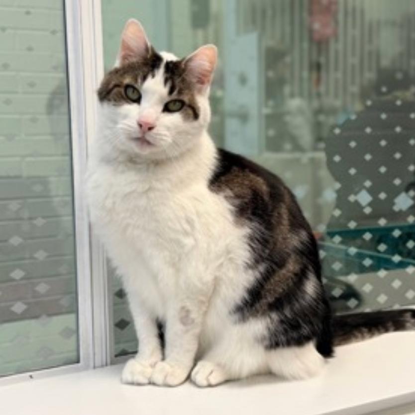 Enlarge Dragon Roll, a Adoptable Domestic Short Hair in New York, NY image 3/6