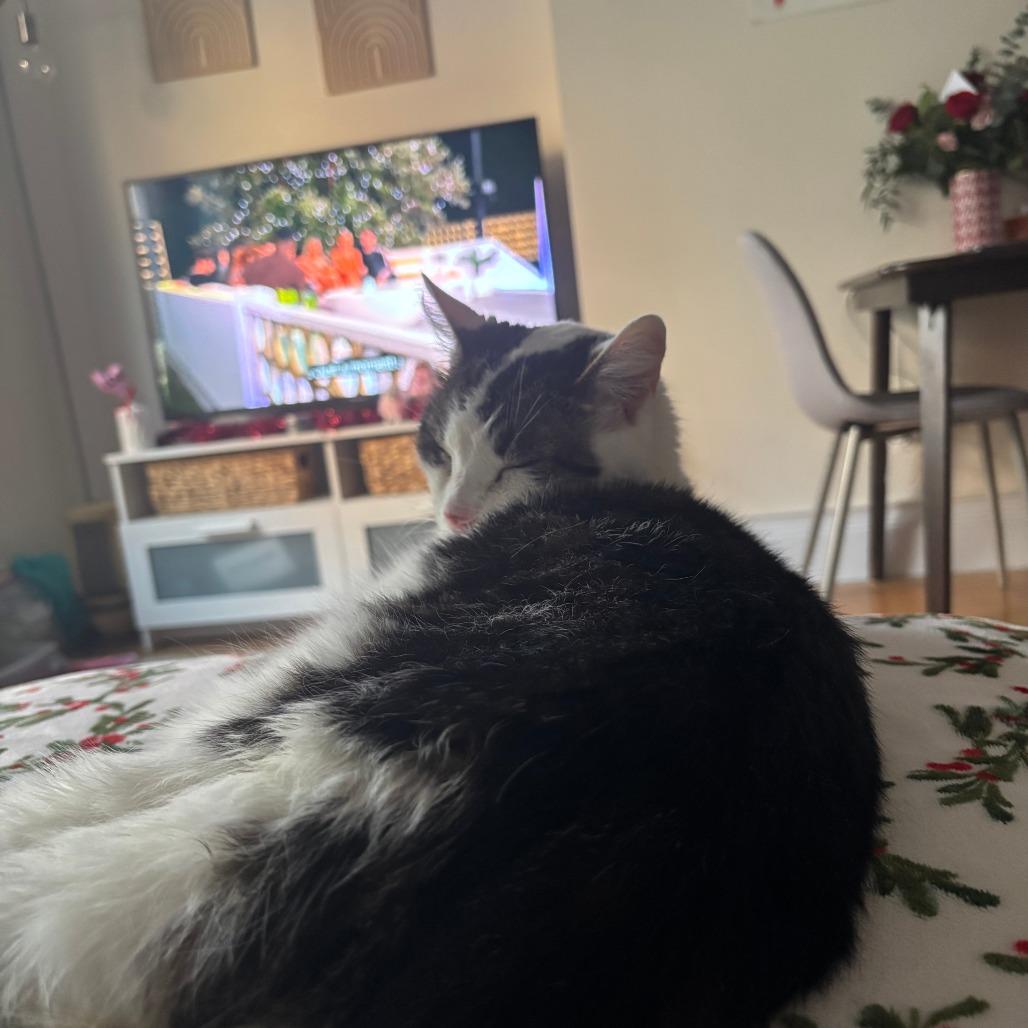 Enlarge Dragon Roll, a Adoptable Domestic Short Hair in New York, NY image 5/6