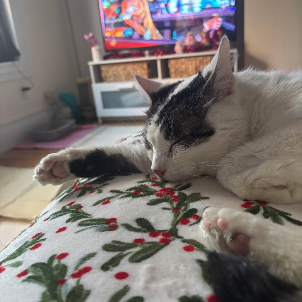 Enlarge Dragon Roll, a Adoptable Domestic Short Hair in New York, NY image 6/6