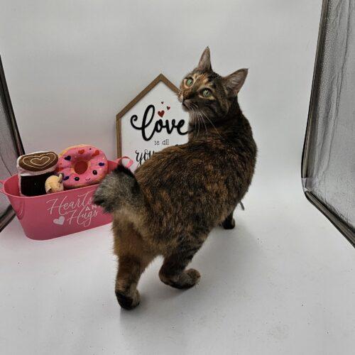 Enlarge Tabasco McSnuggles, a Adoptable Pixiebob in Biloxi, MS image 1/5