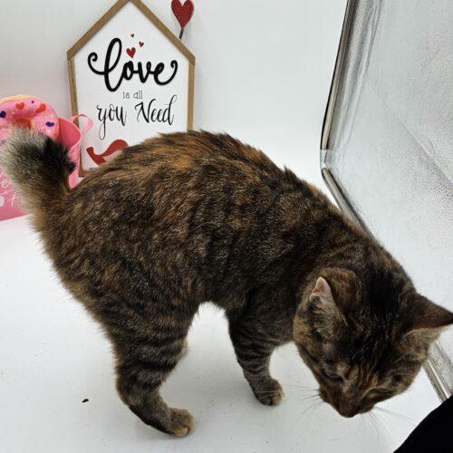 Enlarge Tabasco McSnuggles, a Adoptable Pixiebob in Biloxi, MS image 2/5