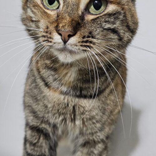 Enlarge Tabasco McSnuggles, a Adoptable Pixiebob in Biloxi, MS image 3/5