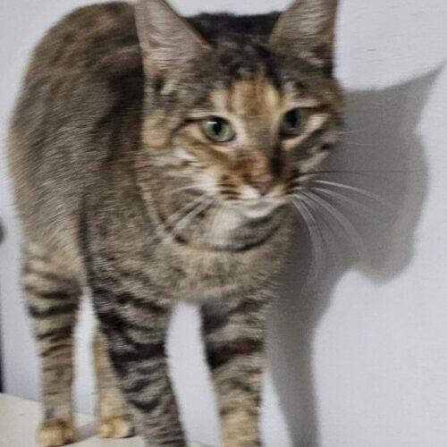 Enlarge Tabasco McSnuggles, a Adoptable Pixiebob in Biloxi, MS image 4/5